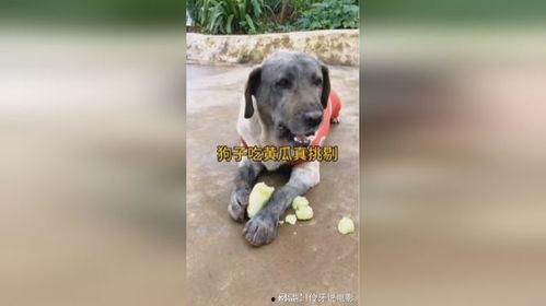 吃狗子的瓜,一场关于传统与争议的全民讨论